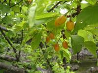 今帰仁城は桜の名所