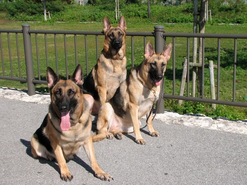 Resultado de imagen para German Shepherd 犬 美しい