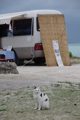 コンドイ猫。