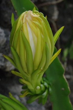 ドラゴンの花。