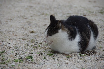 カイジ猫。