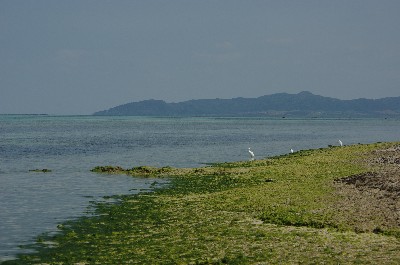 海はミドリ。