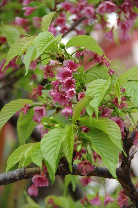 那覇の桜。