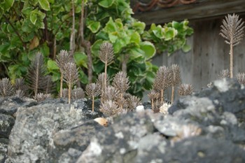 キンチョウ（錦蝶）。