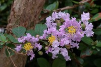 百日紅。 2011/08/30 23:10:41