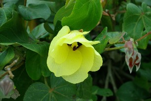 ゆうなの花。