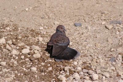 鳩間島のハト。