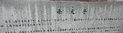 赤犬子宮。