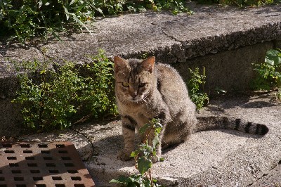 那覇ねこ。