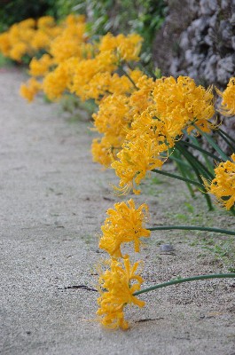 ショウキズイセン。