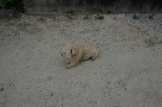 イリオモテヤマネコ発見＊捕獲の地