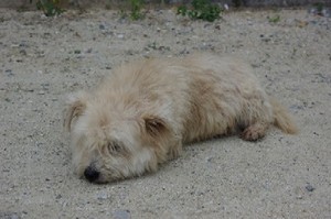 イリオモテヤマネコ発見＊捕獲の地