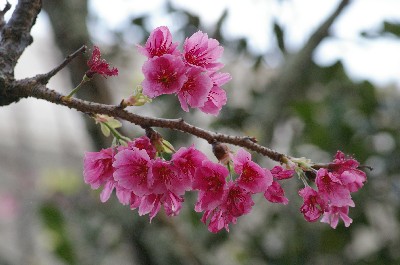 石垣島の桜とＣＯＣＯ！
