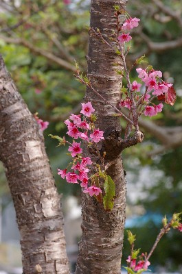 那覇の桜。