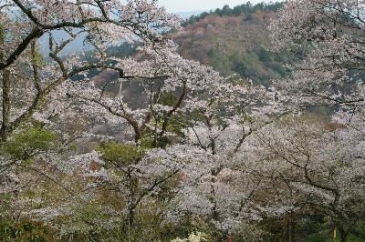 吉野山の桜。