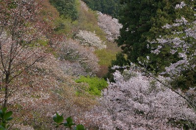 吉野山の桜。