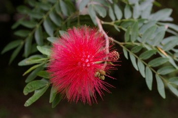 赤いパフの花。