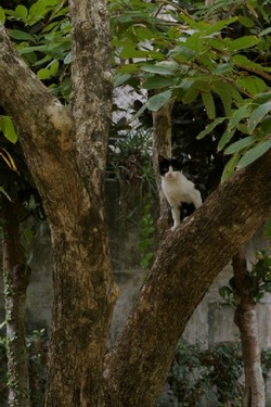 キジムナー猫。