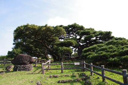 五枝の松。