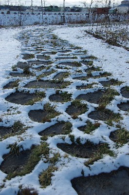 根雪の始まり。