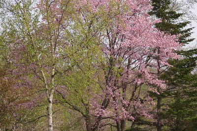 北国の桜。