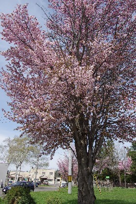 桜開花。