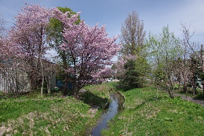 桜開花。