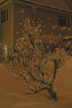 雪降りの夜。
