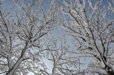 雪の季節。
