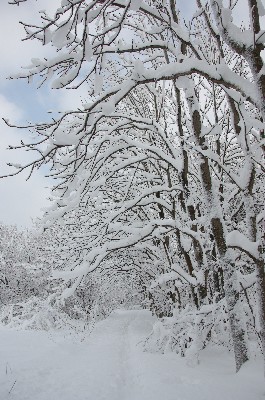 雪の季節。