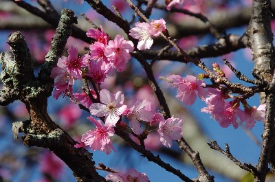 八重山の桜。