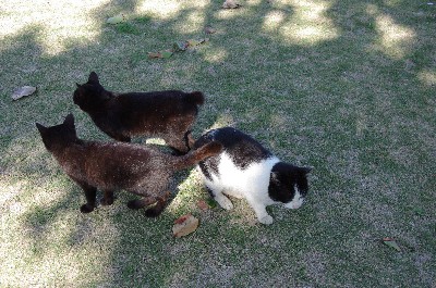 仲良し子猫。