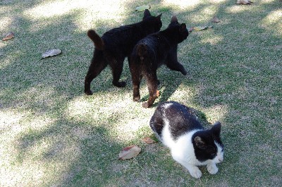 仲良し子猫。