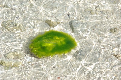 綺麗な海。