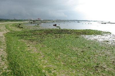 アオサ大発生の浜。