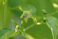 島唐辛子の花＊2011 2011/10/09 20:20:16
