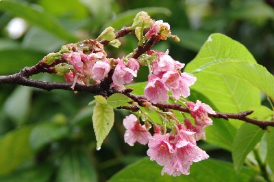那覇の桜。
