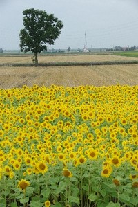 残暑お見舞い申し上げます。 2011/08/17 20:37:48