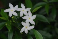 白い花。 2011/12/03 19:15:47