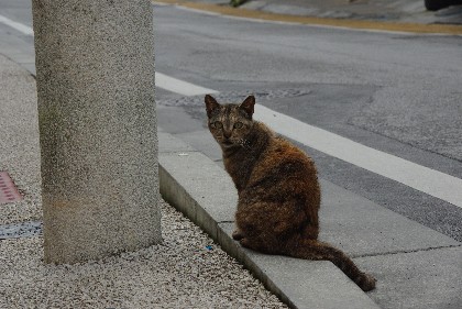 那覇ネコ。