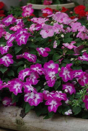 春の花。
