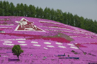 東藻琴　芝桜公園。