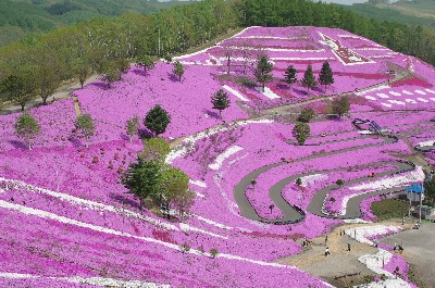 東藻琴　芝桜公園。