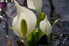 春の花＊北海道