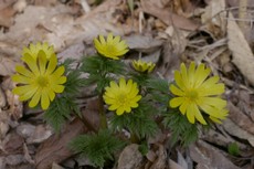 春の花＊北海道