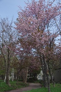 桜と三宝柑。 2012/05/07 20:17:37