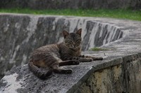 那覇ネコ。 2012/06/18 20:50:12