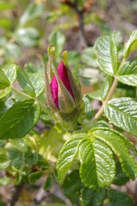 ハマナスの花。