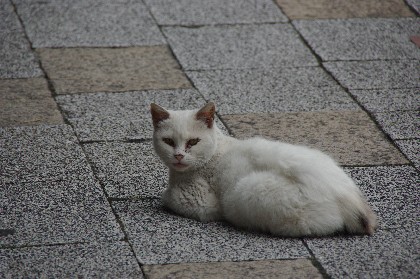 遠野猫さん、さようなら。