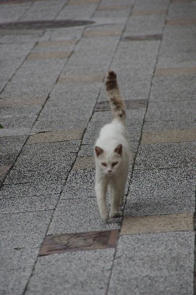 遠野猫さん、さようなら。